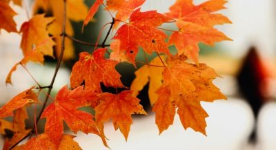 Fall orange leaves