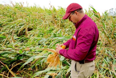 Extension Agent Scott Jerrell surveys a damaged cornfield