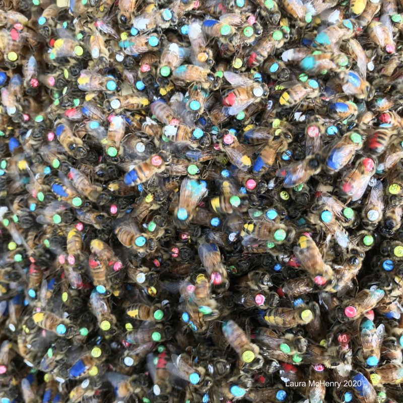 A closeup of bees in a bee hive,,