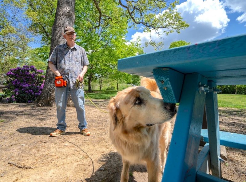 A labrador/golden retriever mix and his owner search a park bench.