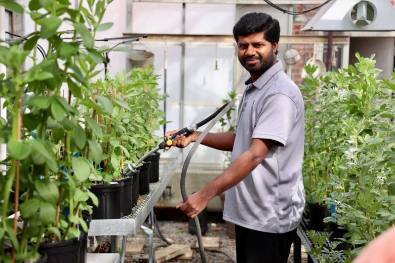 Researcher tending to plants at Tidewater AREC