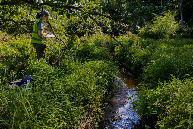 Researcher tending to plants at Tidewater AREC