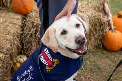 Virginia Tech Corps of Cadets canine ambassador, Growley II, a labrador