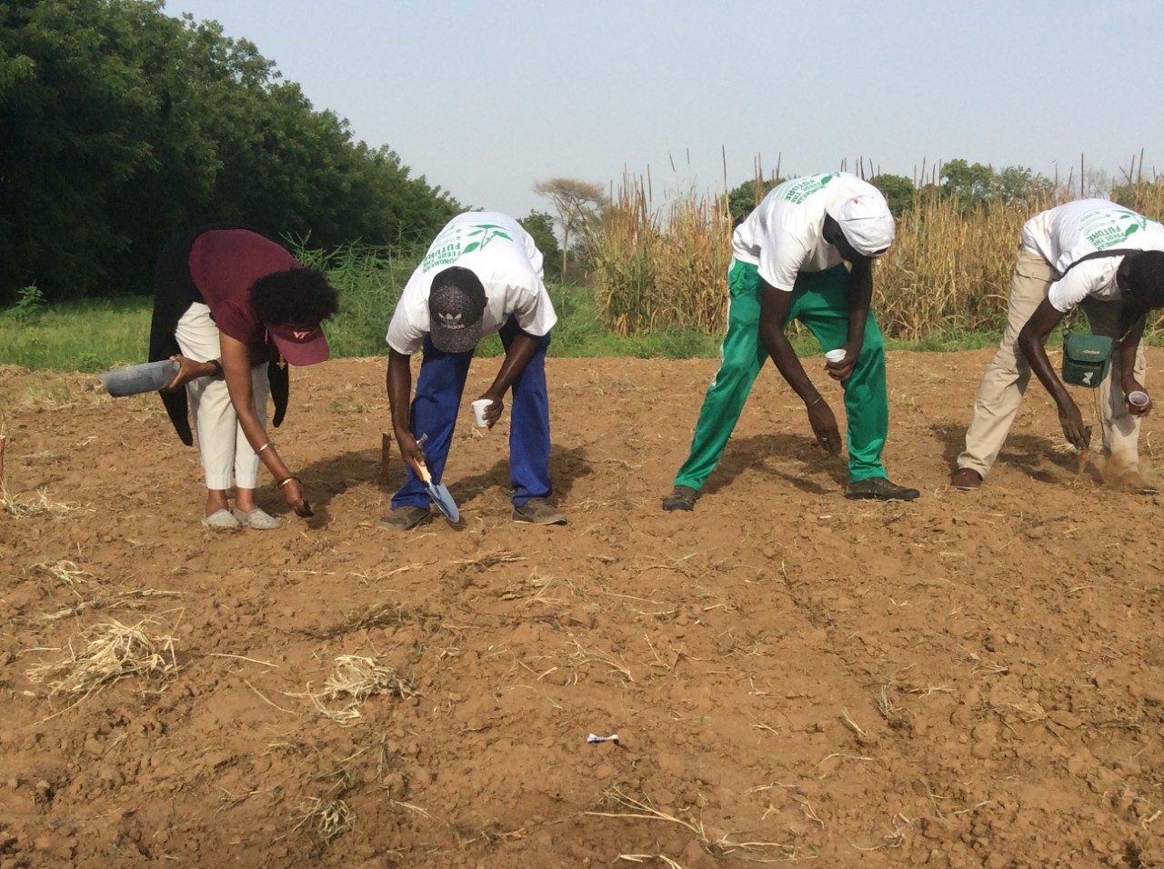 Planting mungbean with ISFAR students