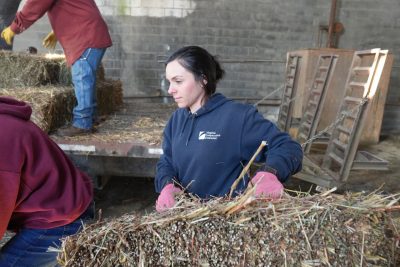 Carroll County Extension Agent Ashley Edwards helps unload donated hay bales at a hay donation event organized by agents for farmers affected by Hurricane Helene. Photo by Marya Barlow for Virginia Tech.