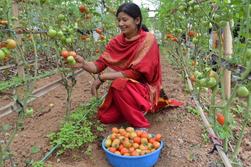 A woman holds a tomato in a greenhouse